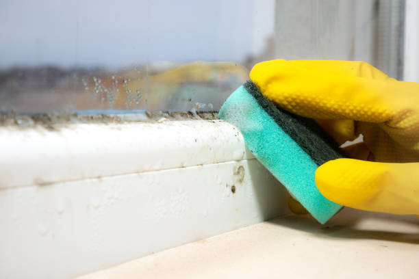 Best Basement Mold Removal  in Maitland, FL